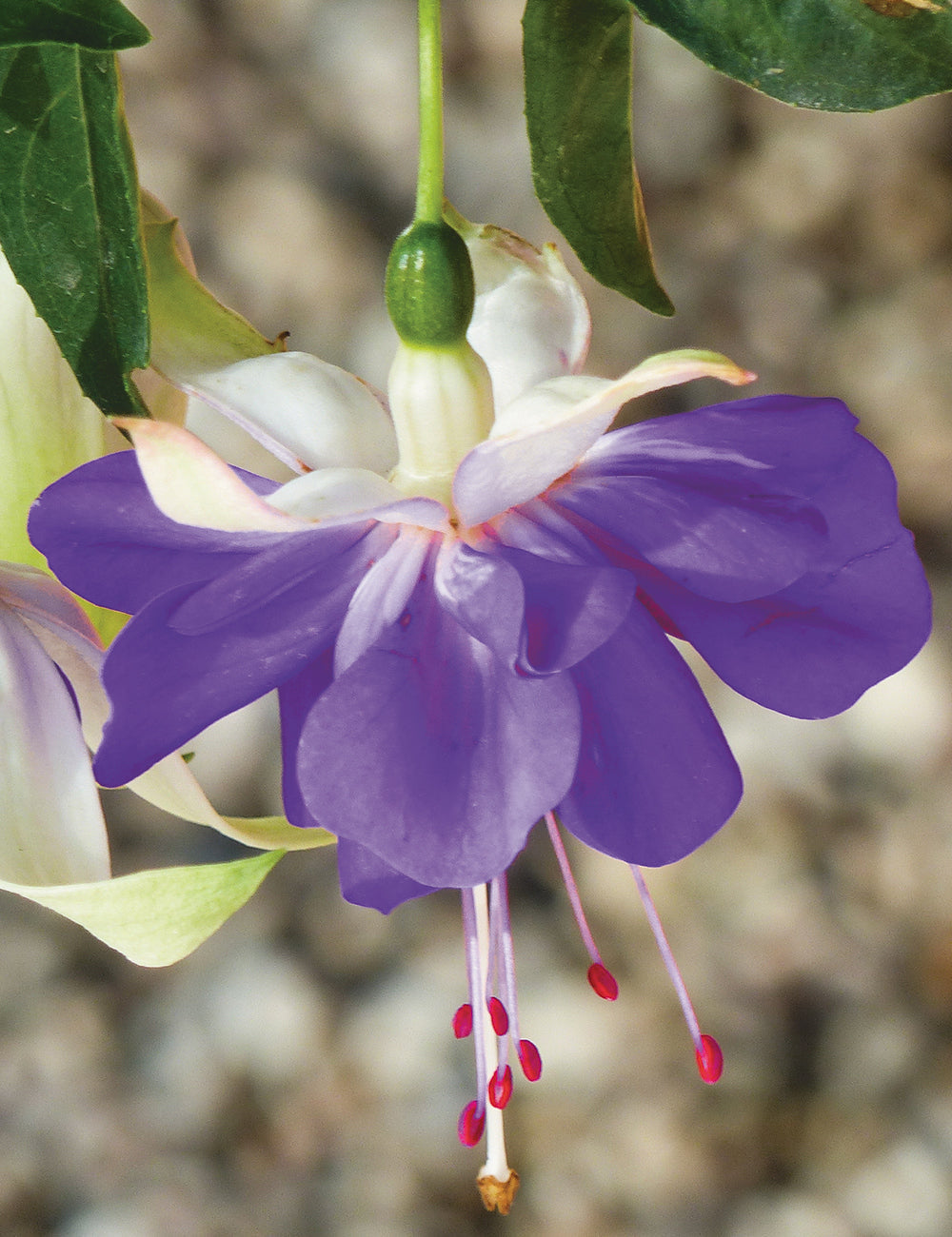 Blau fuchsia blume samen for anpflanzung - vibrant colors, heirloom & gmo free samen for home garten
 
 sale samen for anpflanzung in home garten