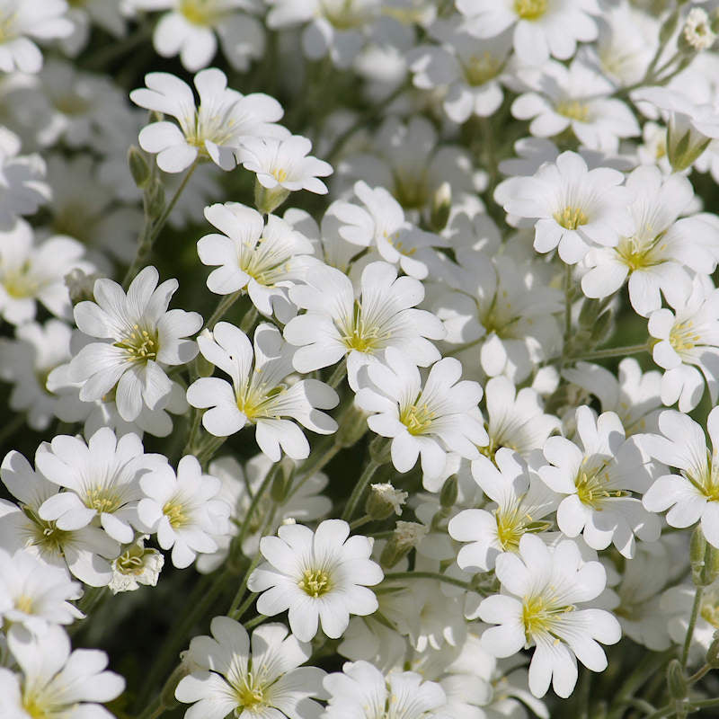 Carpet Blumensamen zur Aussaat farbenfroh Schau Traditionssorte & ohne Gentechnik Samen Hausgarten