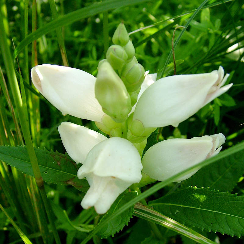 Weiß Turtlehead Blumensamen zur Aussaat – Wildblume Mischung – Traditionssorte & ohne Gentechnik Samen Hausgarten