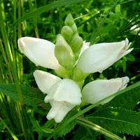 Weiß Turtlehead Blumensamen zur Aussaat – Wildblume Mischung – Traditionssorte & ohne Gentechnik Samen Hausgarten