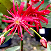 Star Anise Samen zur Aussaat – zur eigenen Anzucht von Star Anise Blume