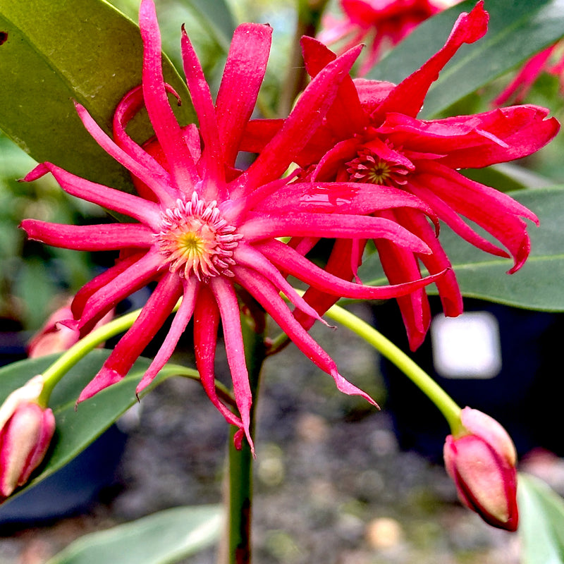 Star Anise Samen zur Aussaat – zur eigenen Anzucht von Star Anise Blume