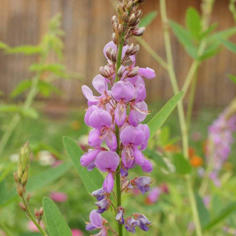 Showy Tick Trefoil Blumensamen zur Aussaat – duftend Blüten Traditionssorte & ohne Gentechnik Samen Hausgarten