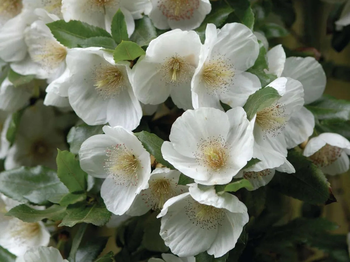 Immergrün Blumensamen zur Aussaat – robust Sorte – Traditionssorte & ohne Gentechnik Samen Hausgarten