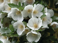 Immergrün Blumensamen zur Aussaat – robust Sorte – Traditionssorte & ohne Gentechnik Samen Hausgarten
