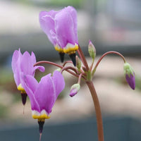 Lila Dodecatheon Blumensamen zur Aussaat – Schnitt Blume beliebt – Traditionssorte & ohne Gentechnik Samen Hausgarten