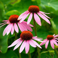 Coneflower Blumensamen zur Aussaat leuchtend Traditionssorte & ohne Gentechnik Samen Hausgarten