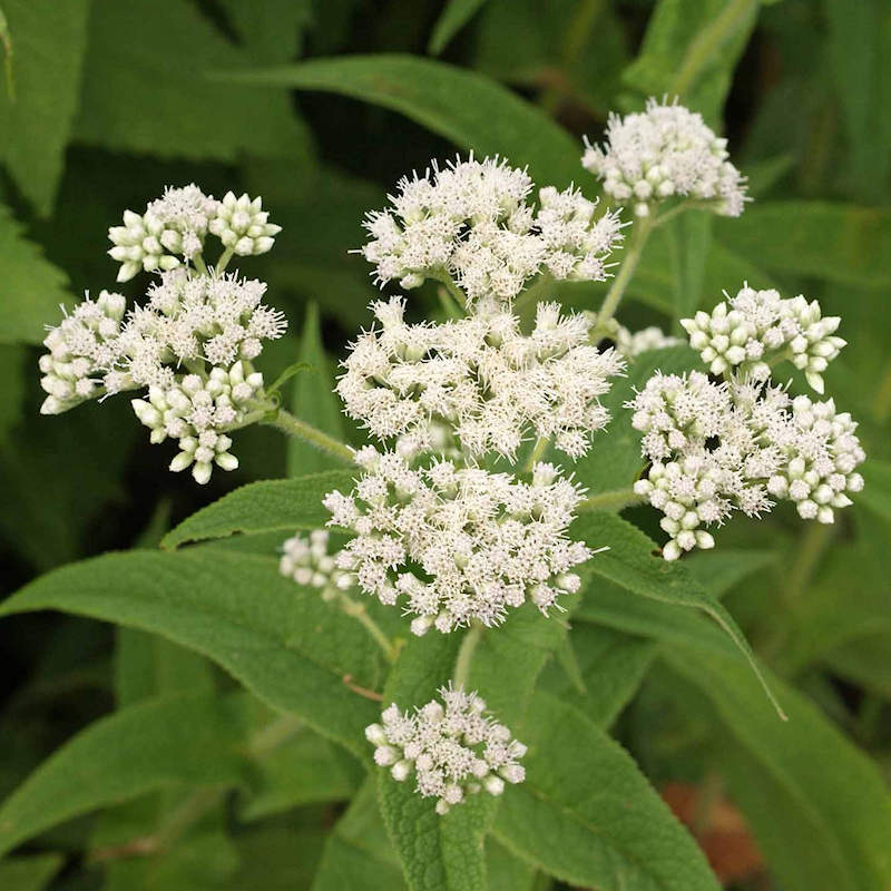 Weiß Eupatorium Perfoliatum Samen zur Aussaat