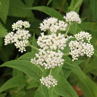 Weiß Eupatorium Perfoliatum Samen zur Aussaat