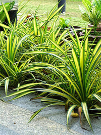 Traditionssorte Screwpine Blumensamen zur Aussaat Schnitt Blume beliebt Traditionssorte & ohne Gentechnik Samen Hausgarten