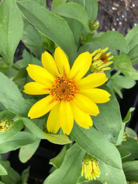 hell Gelb Zinnie Blumensamen zur Aussaat – duftend Blüten – Traditionssorte & ohne Gentechnik Samen Hausgarten