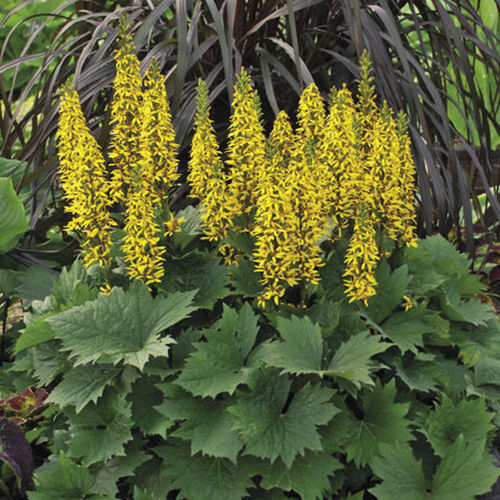 Gelb Ligularia Blumensamen zur Aussaat – leuchtend Blüten – Traditionssorte & ohne Gentechnik Samen Hausgarten