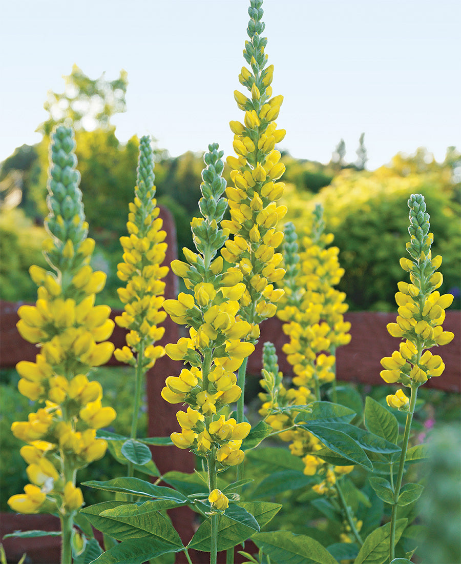 hell Gelb Lupine Blumensamen zur Aussaat sonnenliebend Traditionssorte & ohne Gentechnik Samen Hausgarten