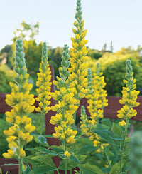 hell Gelb Lupine Blumensamen zur Aussaat sonnenliebend Traditionssorte & ohne Gentechnik Samen Hausgarten