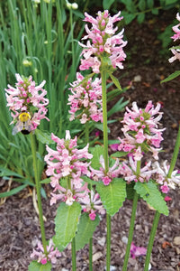 Stachys Blumensamen zur Aussaat leuchtend Traditionssorte & ohne Gentechnik Samen Hausgarten