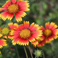 Indian Blanket Blumensamen zur Aussaat Garten beliebt Traditionssorte & ohne Gentechnik Samen Hausgarten