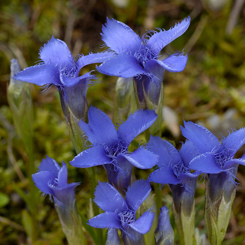 Gentiana Crinita Blumensamen zur Aussaat Bestäuber freundlich Traditionssorte & ohne Gentechnik Samen Hausgarten