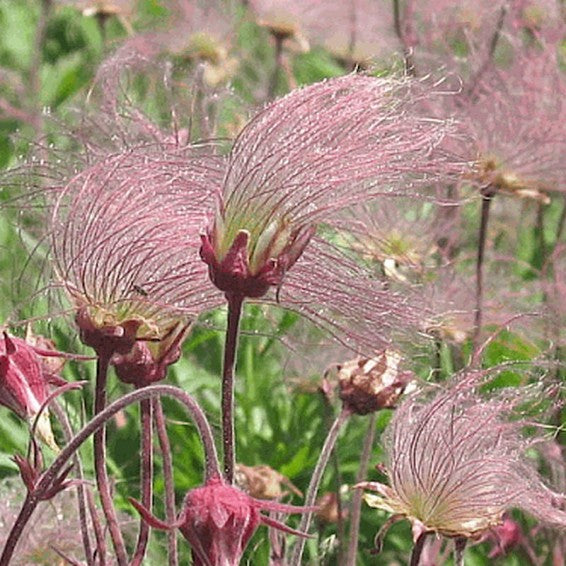 Smoke Blumensamen zur Aussaat Garten beliebt Traditionssorte & ohne Gentechnik Samen Hausgarten