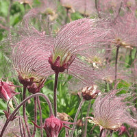 Smoke Blumensamen zur Aussaat Garten beliebt Traditionssorte & ohne Gentechnik Samen Hausgarten