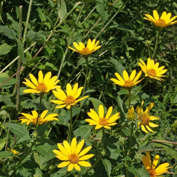 Gelb Heliopsis Blumensamen zur Aussaat – Schnitt Blume beliebt – Traditionssorte & ohne Gentechnik Samen Hausgarten