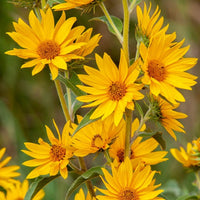 Gelb Maximiliani Blumensamen Aussaat
