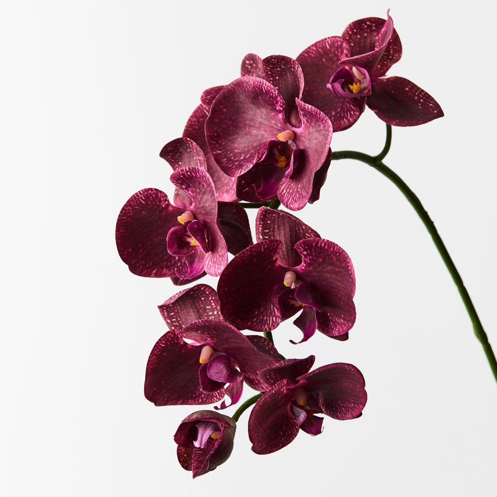 Phalaenopsis orchid blume samen for anpflanzung - hardy variety, heirloom & gmo free samen for home garten
 
 sale for anpflanzung in home garten