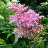 Rosa Filipendula Rubra Blumensamen zur Aussaat – robust Sorte – Traditionssorte & ohne Gentechnik Samen Hausgarten