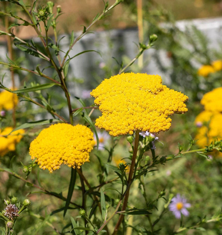 Gelb Achillea Blumensamen zur Aussaat – duftend Blüten – Traditionssorte & ohne Gentechnik Samen Hausgarten