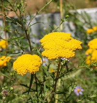 Gelb Achillea Blumensamen zur Aussaat – duftend Blüten – Traditionssorte & ohne Gentechnik Samen Hausgarten