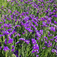 Statice Aussaat Blumensamen Dried Arrangements