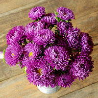 dunkel Violett Aster Blumensamen zur Aussaat Halbschatten verträglich Traditionssorte & ohne Gentechnik Samen Hausgarten