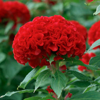 Celosia (celosia chief) samen for anpflanzung in home garten