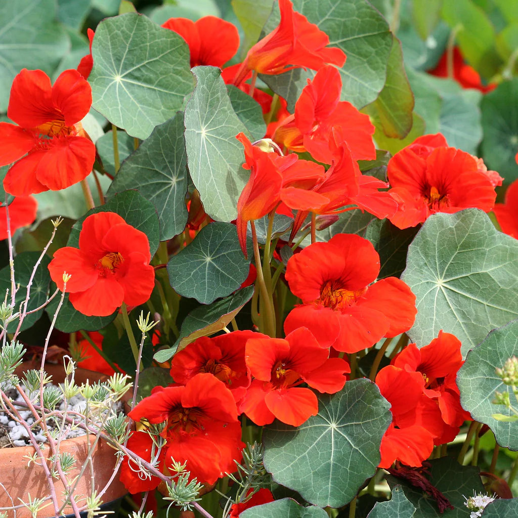 Kastanienrot Kapuzinerkresse Blumensamen farbenfroh Schau Traditionssorte & ohne Gentechnik Samen Hausgarten