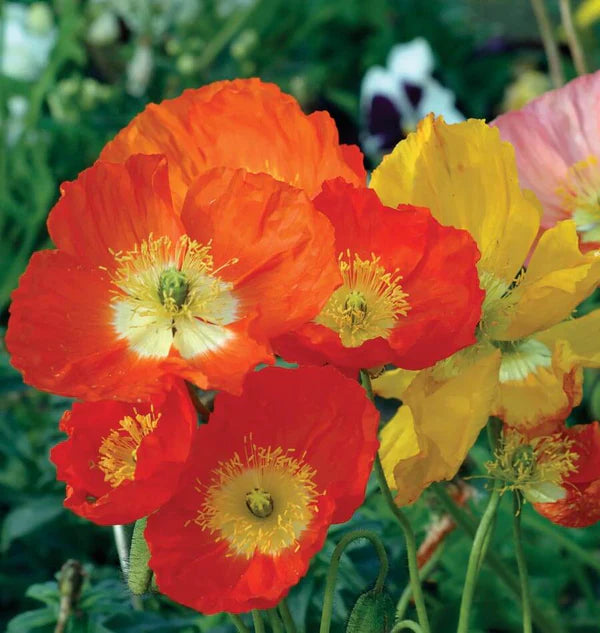 Nudicaule Blumensamen zur Aussaat duftend Blüten Traditionssorte & ohne Gentechnik Samen Hausgarten