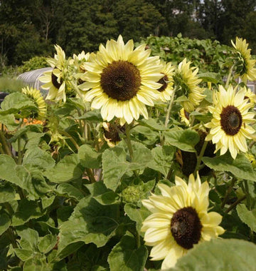 Lemon (lemon sunflower) samen for anpflanzung in home garten