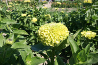 Envy Zinnie Blumensamen zur Aussaat Drought verträglich Traditionssorte & ohne Gentechnik Samen Hausgarten