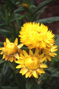 Gelb StrawFlower Samen zur Aussaat – Garten beliebt – Traditionssorte & ohne Gentechnik Samen Hausgarten