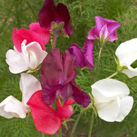 Bijou Blumensamen zur Aussaat – Garten beliebt – Traditionssorte & ohne Gentechnik Samen Hausgarten