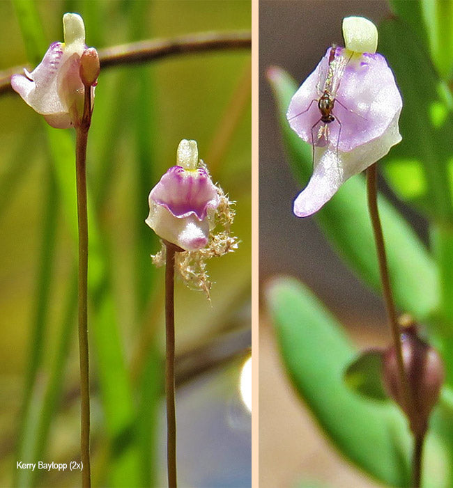 Utricularia Arenaria Blumensamen zur Aussaat – Landhaus Garten wichtig – Traditionssorte & ohne Gentechnik Samen Hausgarten