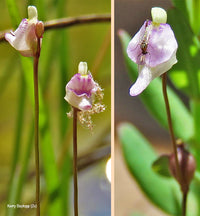 Utricularia Arenaria Blumensamen zur Aussaat – Landhaus Garten wichtig – Traditionssorte & ohne Gentechnik Samen Hausgarten