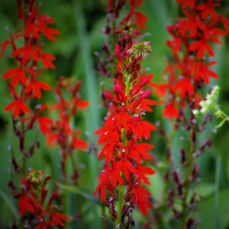 Cardinal Blumensamen zur Aussaat lang Blüte Saison Traditionssorte & ohne Gentechnik Samen Hausgarten