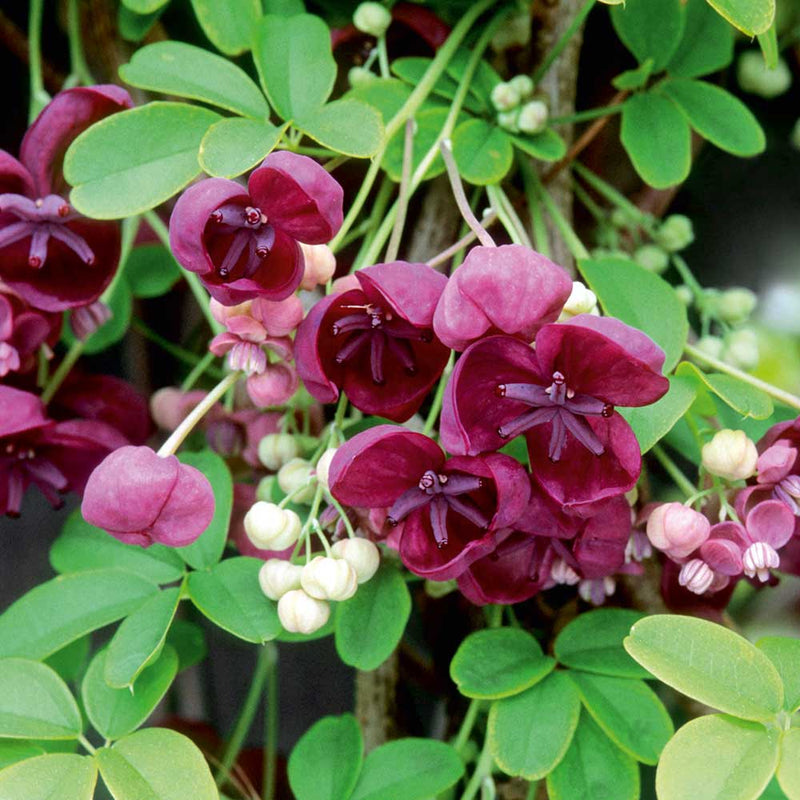 Graines d’Akebia – idéales pour votre jardin, semis