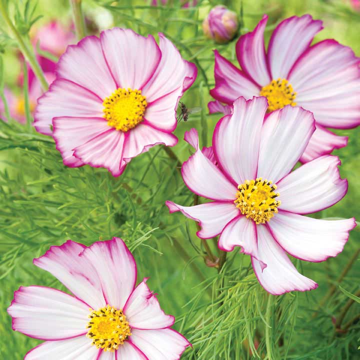 Rosa Weiß Univalve Blumensamen zur Aussaat – Anzucht – Traditionssorte & ohne Gentechnik Samen Hausgarten
