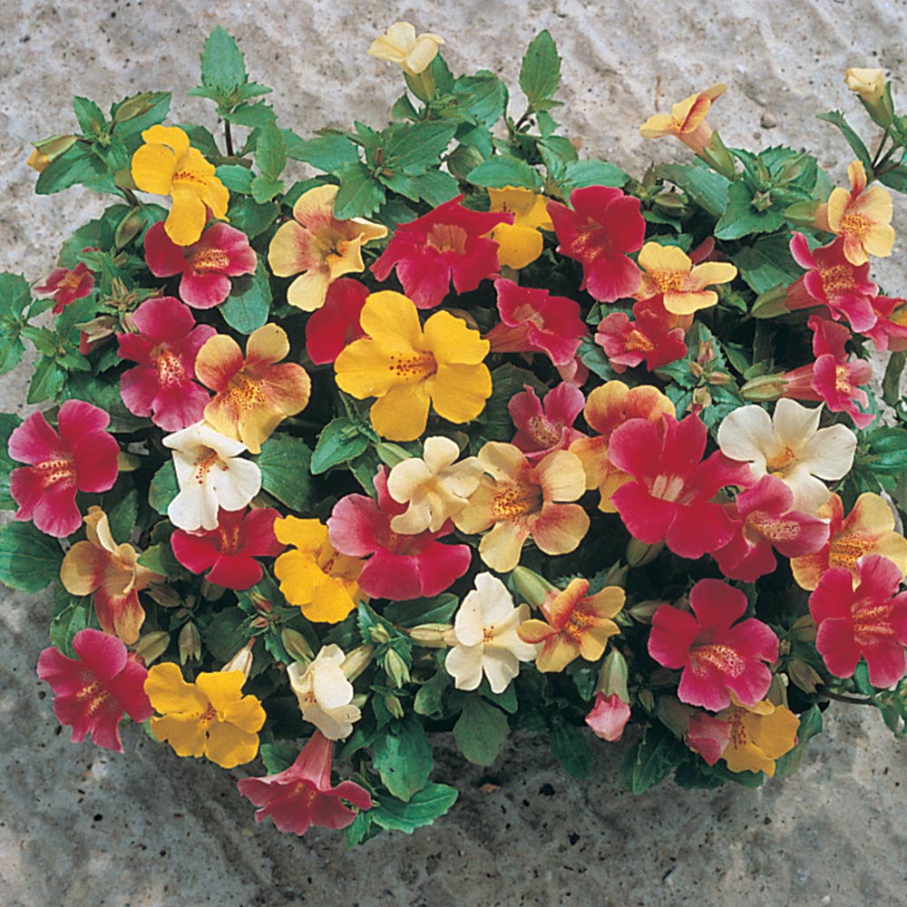 Gemischt Mimulus Samen zur Aussaat – Garten beliebt – Traditionssorte & ohne Gentechnik Samen Hausgarten