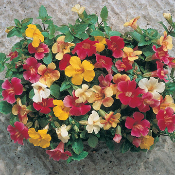 Gemischt Mimulus Samen zur Aussaat – Garten beliebt – Traditionssorte & ohne Gentechnik Samen Hausgarten