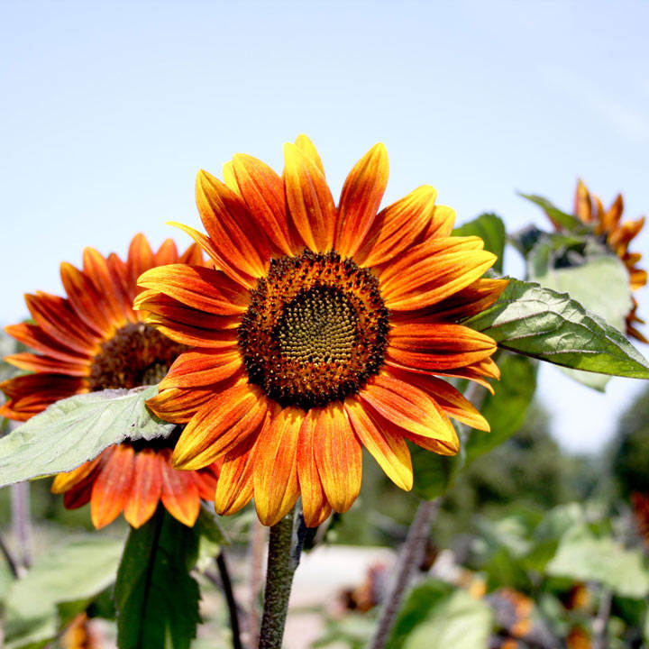 Gelb and rot sunflower samen for anpflanzung blume