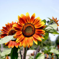 Gelb and rot sunflower samen for anpflanzung blume