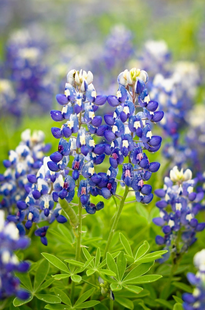 Texas Bluebonnet Blumensamen zur Aussaat leuchtend Blau Blüten für Ihren Garten
