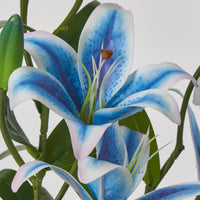 Lilium Blumensamen zur Aussaat – pflegeleicht – Traditionssorte & ohne Gentechnik Samen Hausgarten