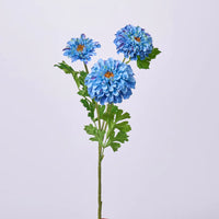 Himmelblau Zinnie Blumensamen zur Aussaat robust Sorte Traditionssorte & ohne Gentechnik Samen Hausgarten